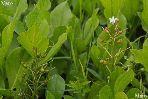 深泥池 ミツガシワ（三槲） 咲き残りの花と花後 氷河期の残存植物 2015年4月