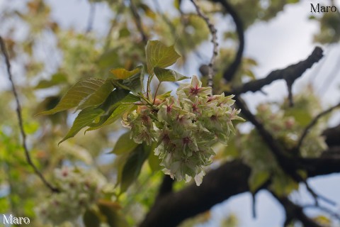 京都の桜 色変わりが進むギョイコウ（御黄衣） 雨宝院 緑色の桜 2015年4月17日