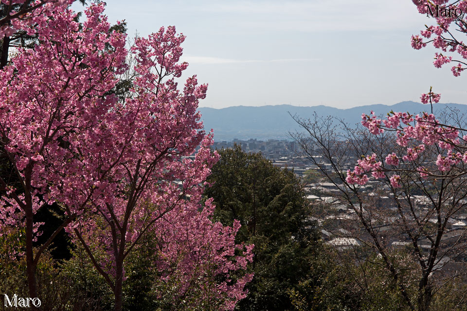 京都の桜 熊野若王子神社 陽光桜が咲く桜花苑から京都西山を望む 2015年4月