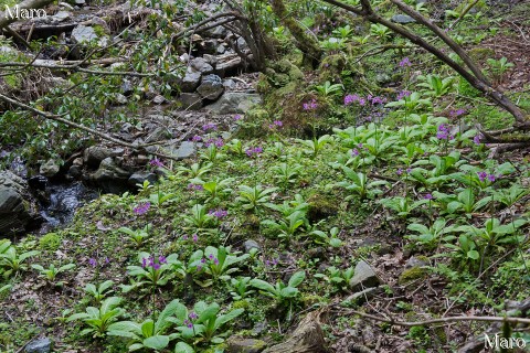 谷の奥深くに咲くクリンソウ 京都北山 2015年5月