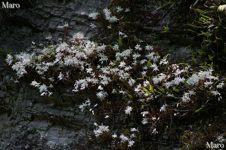 セッコク（石斛）の花 断崖絶壁 京都府の自生地 2015年5月
