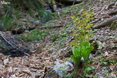 人知れずひっそり咲くサルメンエビネ 京都北山 2015年5月