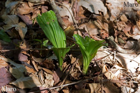 移植したエビネの定着を確認 京都北山 2015年5月