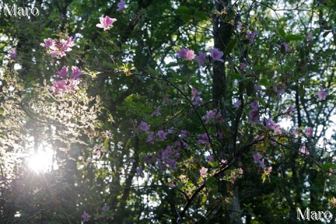 モチツツジ（黐躑躅）の花 西日差す大文字山 京都東山 2015年5月