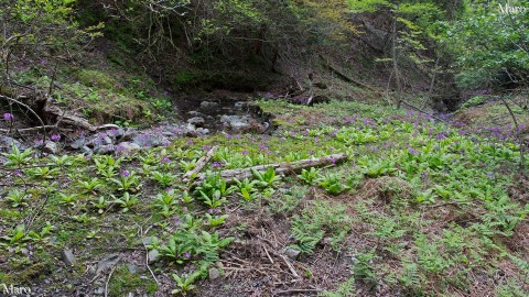 クリンソウ（九輪草）の大規模な群生地 京都北山 2015年5月