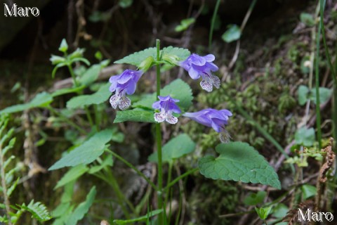 ラショウモンカズラ（羅生門葛）の花 京都北山 2015年5月