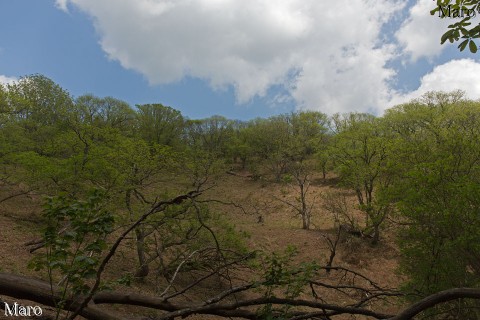 新緑の京都北山ハイキング 2015年5月