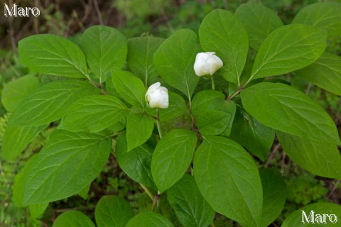 ベニバナヤマシャクヤク（白花型、白色型） 開花直後 京都北山 2015年5月