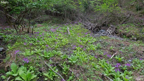 見頃を迎えたクリンソウのお花畑 京都北山 2015年5月