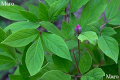 ベニバナヤマシャクヤク（紅花山芍薬） 開花直前のつぼみ 京都北山 2015年5月