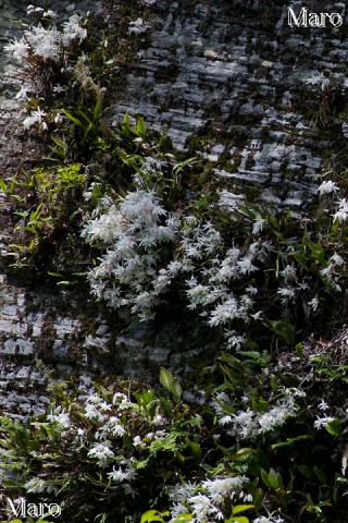 岩場に咲くセッコク（石斛）の花 京都府における自生環境 2015年5月