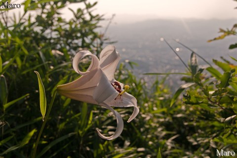 夕日に照らされるササユリの花 大文字山 京都市左京区 2010年6月