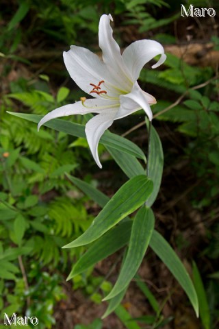 白いササユリの花 大輪 京都府北部 2012年6月