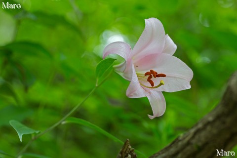 梅雨時の新緑とササユリ 芦生 2012年6月