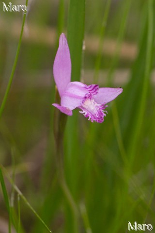 トキソウ（朱鷺草）の花 滋賀県の湿原 2015年5月