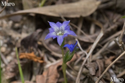 ハルリンドウ（春竜胆）の花 湿地の脇 滋賀県 2015年5月