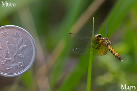 ハッチョウトンボと1円玉（一円硬貨） 成熟した雌 滋賀県 2015年5月