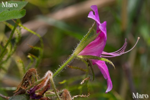 モチツツジ？ ミヤコツツジ？ 花は濃い紫色 がくは長い 2015年5月