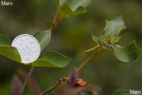 ハッチョウトンボと1円玉（一円硬貨） 未成熟な雌 滋賀県 2015年5月