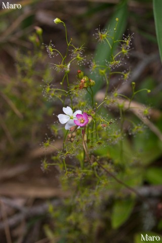 混生するイシモチソウの花とトウカイコモウセンゴケの花 滋賀県 2015年5月