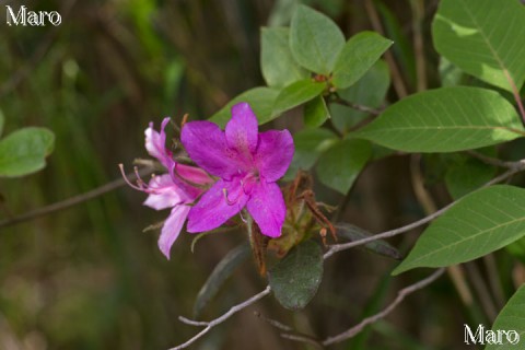 ミヤコツツジ（都躑躅）のような濃い紫色の花を付けたモチツツジ 滋賀県 2015年5月