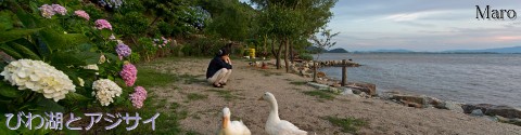 『きょうのまなざし』 ヘッダ用写真 「びわ湖とアジサイ」