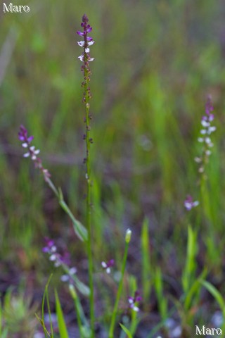 ヒナノカンザシ（雛の簪）の花 滋賀県 2015年8月