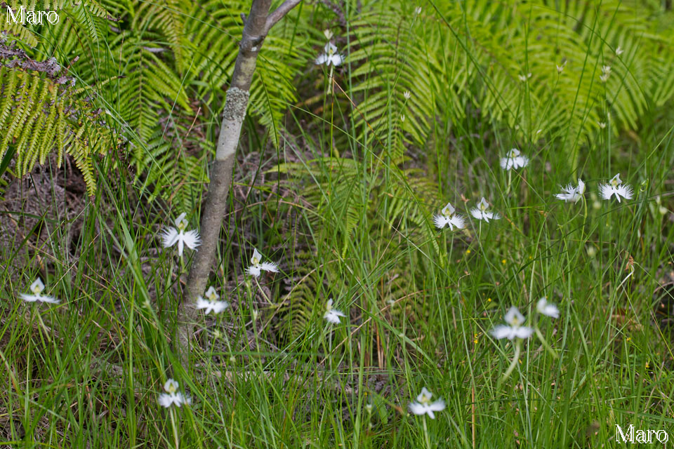 湿原の畔に咲くサギソウ（鷺草） 湖南アルプス 滋賀県 2015年8月