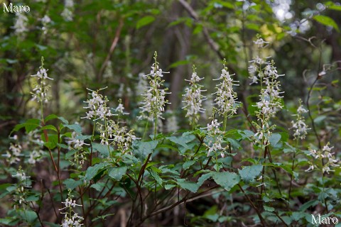 ピンク色がかったホツツジ(穂躑躅)の花 笹間ヶ岳 湖南アルプス 2015年8月 ピンク色がかったホツツジ(穂躑躅)の花 笹間ヶ岳 湖南アルプス 2015年8月