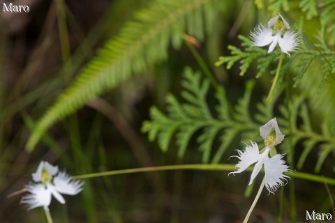 サギソウ(鷺草)の花 笹間ヶ岳 滋賀県 2015年8月 サギソウ(鷺草)の花 笹間ヶ岳 滋賀県 2015年8月
