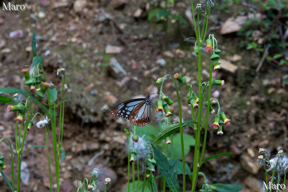 旅する蝶アサギマダラとベニバナボロギク 京都市北区 神宮寺山 2015年9月