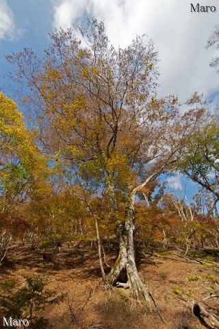 芦生の黄葉、紅葉 京都府南丹市 京都丹波高原国定公園 2011年11月