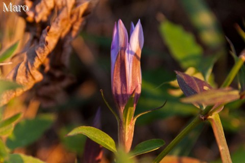 夕日を浴びて花を閉じるリンドウ（竜胆） 大文字山 2008年10月