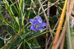 リンドウ 竜胆 花一輪 大文字山 2015年10月