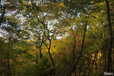 向山の紅葉、黄葉 京都北山 京都市左京区 2015年11月