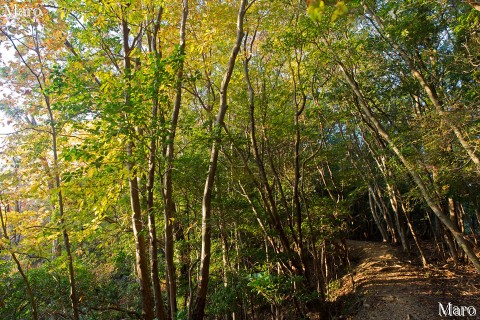 夕日・西日を浴びる向山の尾根道 京都一周トレイル北山コース 2015年11月