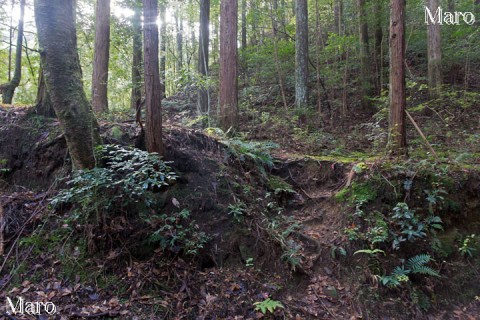 京都市北区鷹峯～東海自然歩道～千束の奥（坂尻の手前）から桃山への取付点