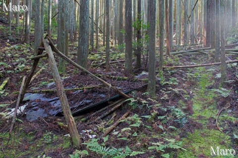 桃山・吉兆山 護法ヶ谷コース 古い作業小屋の残骸と苔むした山道 2015年11月