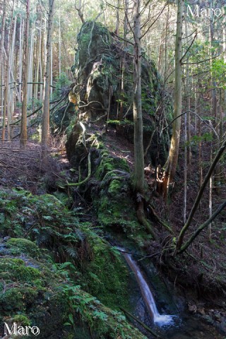 桃山・吉兆山 護法ヶ谷 スギの植林帯と小滝と巨岩 2015年11月
