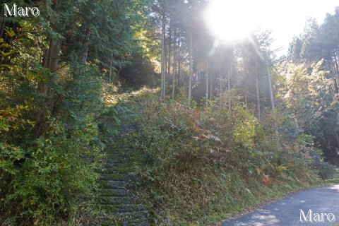 坂尻下から桃山・吉兆山の「護法ヶ谷」取り付き 古い作業道 2015年11月