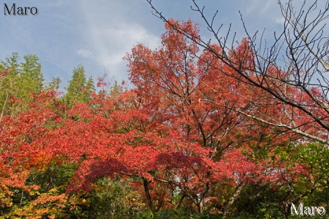 鷹峯 光悦寺の紅葉 京都市北区 2015年11月 鷹峯 光悦寺の紅葉 京都市北区 2015年11月