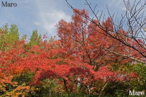 鷹峯 光悦寺の紅葉 京都市北区 2015年11月