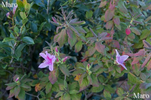 船岡山 ツツジ（躑躅）が11月上旬に開花 京都市北区 2015年11月