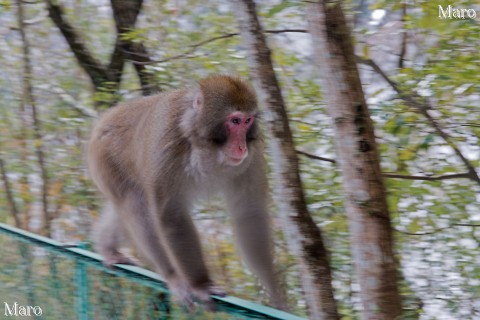 疾走するサル（猿） 亀山公園（嵐山公園 亀山地区） 京都市右京区 2015年1月