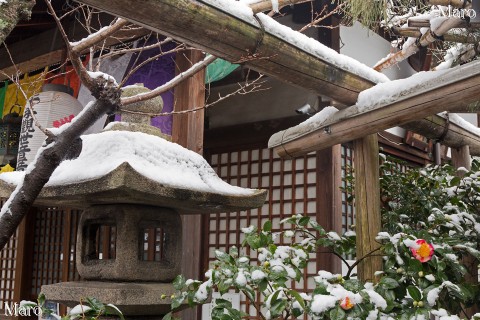 積雪する雨宝院 観音堂と銘椿「あけぼの」 京都市上京区 2016年1月20日