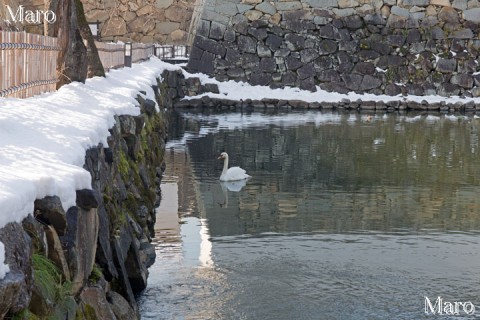彦根城・中堀のハクチョウ（白鳥） 雪で寒そう 2016年1月