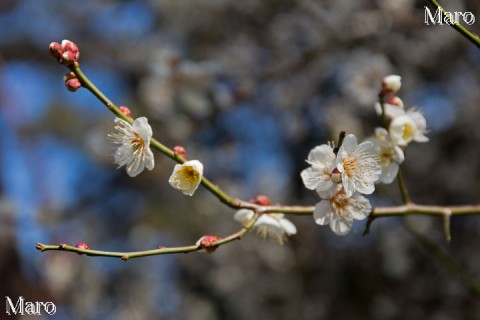 京都御苑 宗像神社の北 ウメ（梅）の花 2016年1月31日