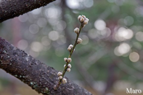 ハナモモの開花記録 京都御苑 桃林 2016年2月15日