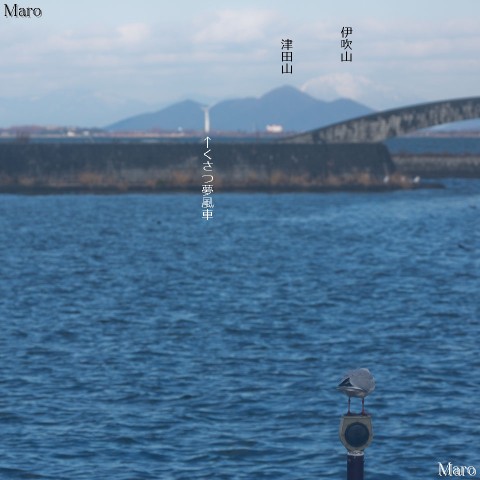 大津港（浜大津） 琵琶湖と伊吹山、くさつ夢風車を望むユリカモメ 2016年2月