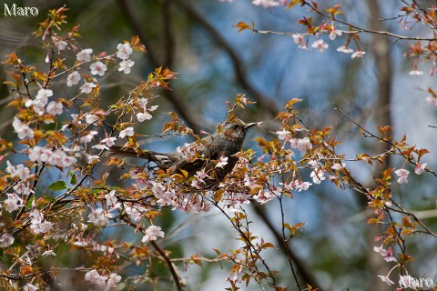 京都の野鳥 ヤマザクラの花とヒヨドリ 山桜